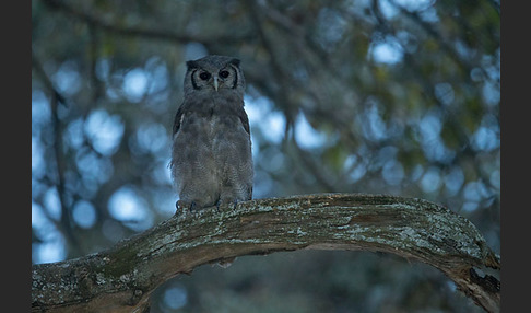Blaßuhu (Bubo lacteus)