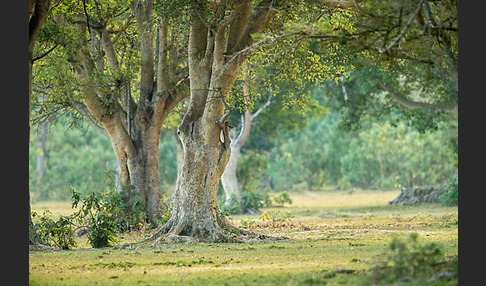 Feige spec. (Ficus vasta)