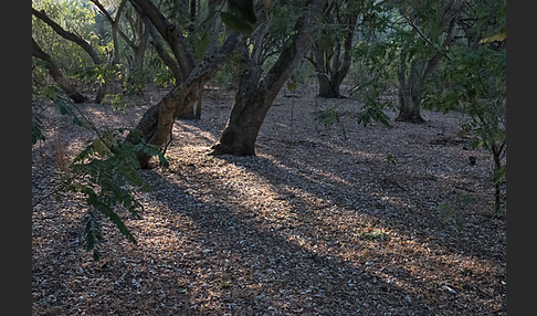 Aethiopien (Ethiopia)