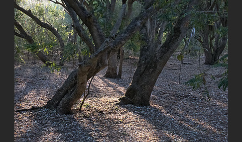 Aethiopien (Ethiopia)