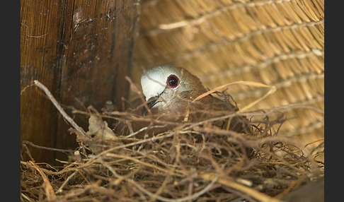 Zimttaube (Aplopelia larvata)