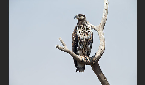 Schreiseeadler (Haliaeetus vocifer)