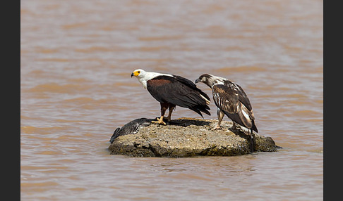 Schreiseeadler (Haliaeetus vocifer)