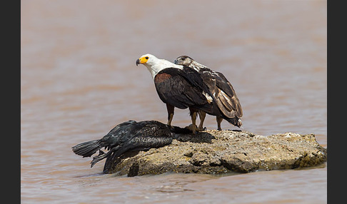 Schreiseeadler (Haliaeetus vocifer)