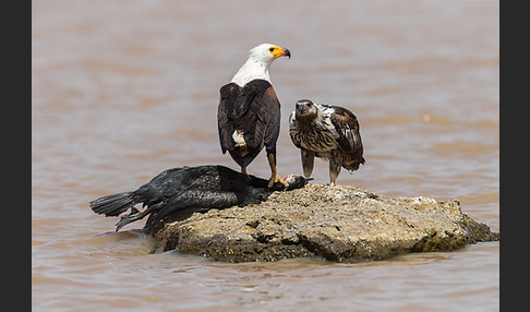 Schreiseeadler (Haliaeetus vocifer)