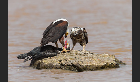 Schreiseeadler (Haliaeetus vocifer)