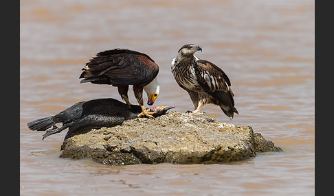 Schreiseeadler (Haliaeetus vocifer)