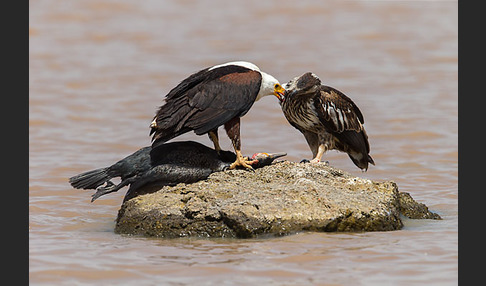 Schreiseeadler (Haliaeetus vocifer)