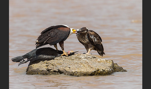 Schreiseeadler (Haliaeetus vocifer)