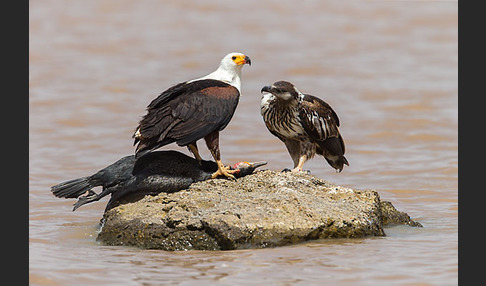 Schreiseeadler (Haliaeetus vocifer)