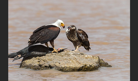 Schreiseeadler (Haliaeetus vocifer)