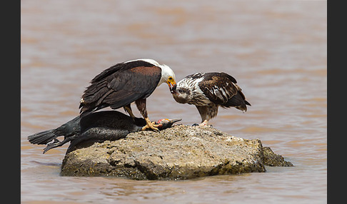 Schreiseeadler (Haliaeetus vocifer)