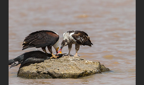 Schreiseeadler (Haliaeetus vocifer)