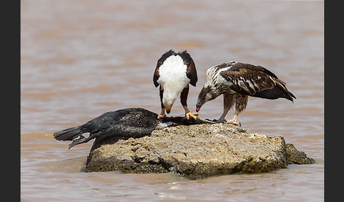 Schreiseeadler (Haliaeetus vocifer)