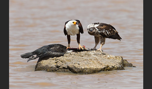 Schreiseeadler (Haliaeetus vocifer)