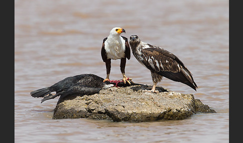 Schreiseeadler (Haliaeetus vocifer)