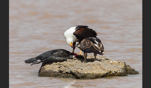 Schreiseeadler (Haliaeetus vocifer)