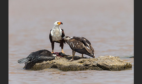 Schreiseeadler (Haliaeetus vocifer)