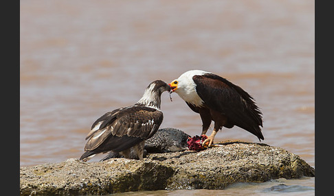 Schreiseeadler (Haliaeetus vocifer)