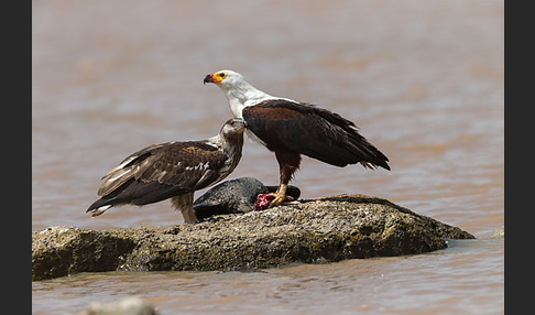 Schreiseeadler (Haliaeetus vocifer)