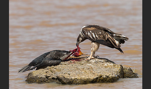 Schreiseeadler (Haliaeetus vocifer)