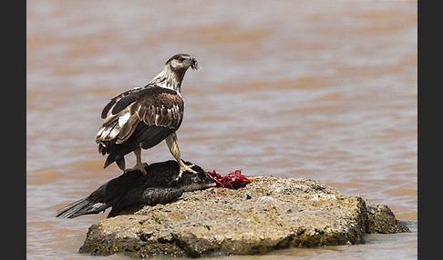 Schreiseeadler (Haliaeetus vocifer)