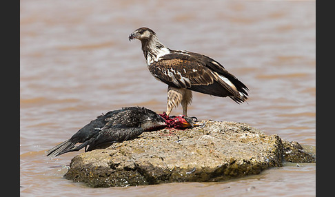 Schreiseeadler (Haliaeetus vocifer)