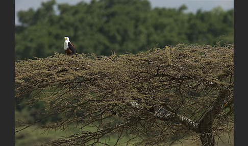 Schreiseeadler (Haliaeetus vocifer)