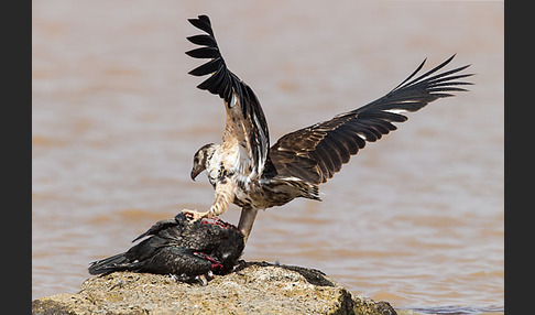 Schreiseeadler (Haliaeetus vocifer)