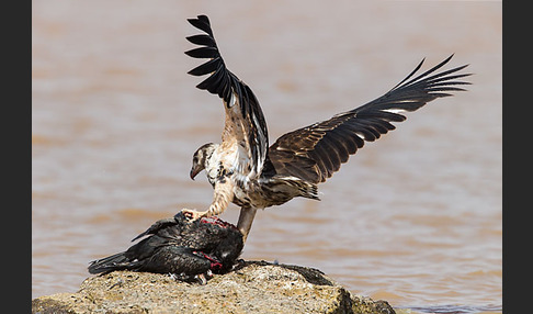 Schreiseeadler (Haliaeetus vocifer)