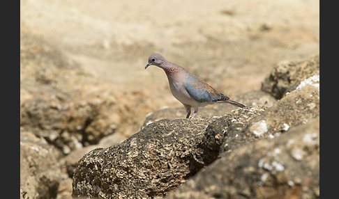 Palmtaube (Streptopelia senegalensis)