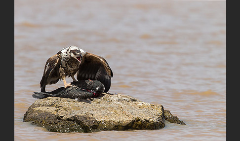 Schreiseeadler (Haliaeetus vocifer)