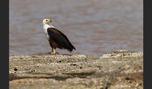 Schreiseeadler (Haliaeetus vocifer)