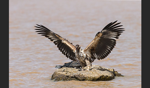 Schreiseeadler (Haliaeetus vocifer)