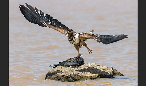 Schreiseeadler (Haliaeetus vocifer)