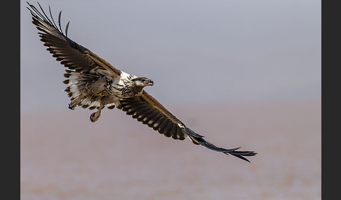 Schreiseeadler (Haliaeetus vocifer)