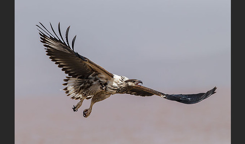 Schreiseeadler (Haliaeetus vocifer)