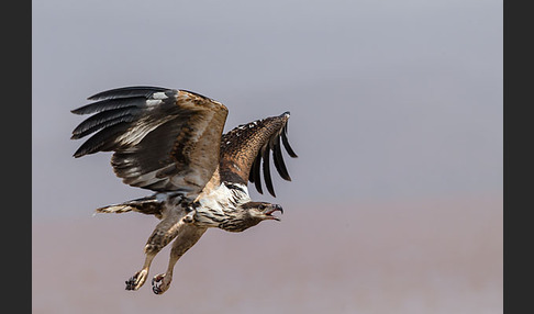 Schreiseeadler (Haliaeetus vocifer)