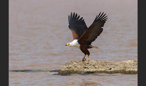 Schreiseeadler (Haliaeetus vocifer)