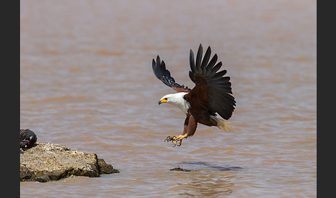 Schreiseeadler (Haliaeetus vocifer)