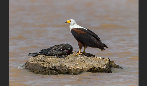 Schreiseeadler (Haliaeetus vocifer)