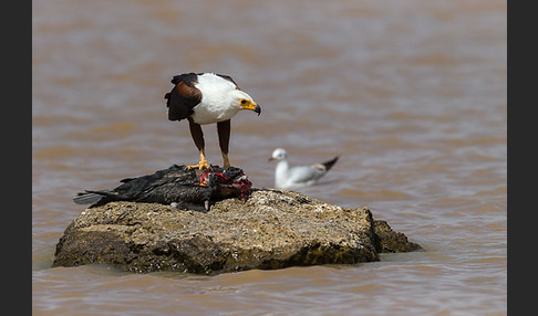 Schreiseeadler (Haliaeetus vocifer)