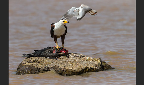 Schreiseeadler (Haliaeetus vocifer)