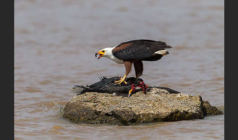 Schreiseeadler (Haliaeetus vocifer)