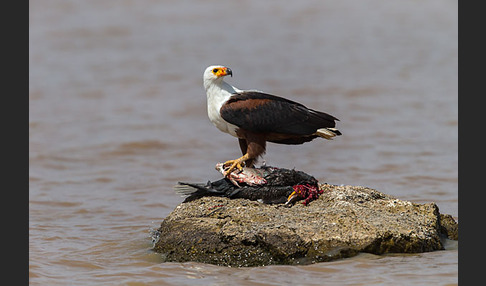 Schreiseeadler (Haliaeetus vocifer)