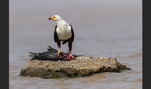 Schreiseeadler (Haliaeetus vocifer)