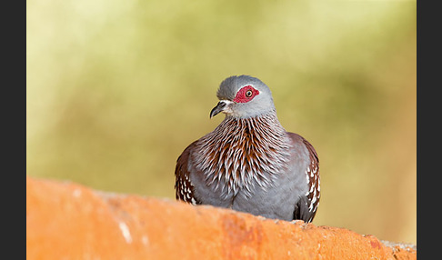 Guineataube (Columba guinea)