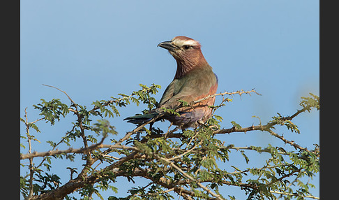 Strichelracke (Coracias naevius)