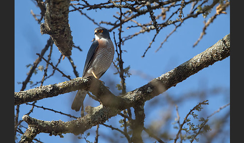 Schikrasperber (Accipiter badius)