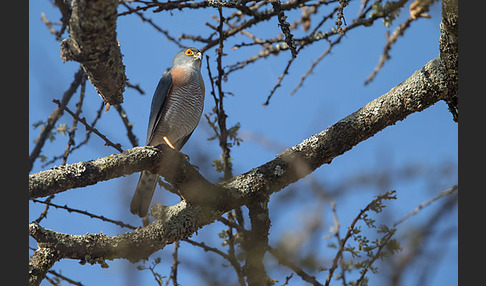 Schikrasperber (Accipiter badius)